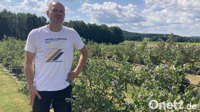 In Mülles bei Hahnbach bei Christian Wiesneth gibt es etwas nicht ganz so Typisches: Heidelbeeren zum Selberpflücken. Bild: Stefanie Swann