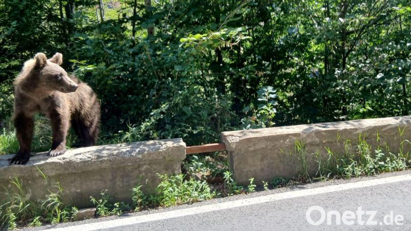 Ein Braunbär wurde bei Thiersee gesichtet. (Symbolbild) Bild: Kathrin Lauer/dpa