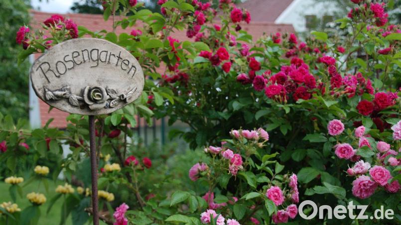 Viele Rosen sind hitzetolerant und überstehen Trockenperioden meist gut. Für eine opulente zweite Blüte im Juli ist allerdings der Sommerschnitt entscheidend. Bild: Gertraud Portner