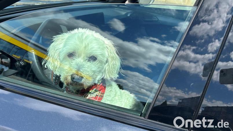 Hunde bei brütender Hitze im Auto einzusperren, kann für das Tier verheerende Folgen haben. Bild: ck