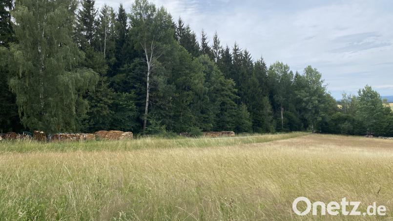 Eine mögliche Ausgleichsfläche durch Umbau in Laubwald in der Nähe des Kinderspielplatzes: In der Gemeinderatssitzung kam auch die Nutzung des Gemeindewaldes zur Sprache. Bild: Josef Glas