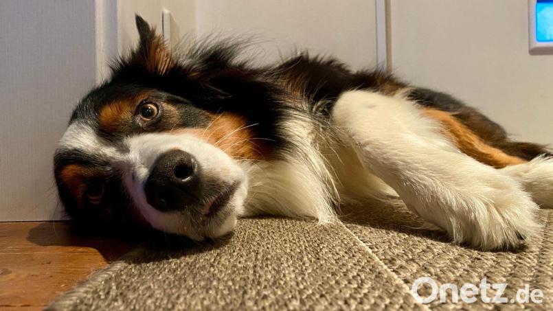 Wenn es heiß wird, dann sind auch die Tiere geschlaucht. So eine Hitze macht diesem Australian Shepherd richtig zu schaffen. Bild: gri
