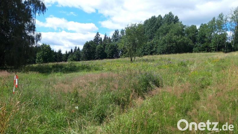 Zwischen der Straße "Am Oestelberg" und dem Freizeitgelände "Selingau" sollen im Grünen 15 neue Bauplätze entstehen. Der Gemeinderat gab in seiner jüngsten Sitzung grünes Licht für dieses Projekt. Bild: Wolfgang Kraus