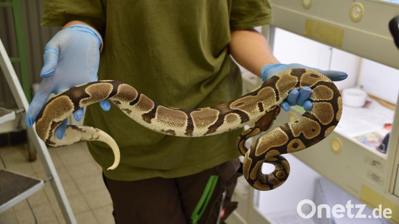 Die Schlangen gelten als friedlich. Bild: -/Auffangstation für Reptilien, München e.V./dpa