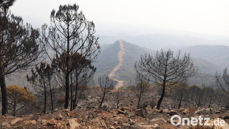 Auch in den Vorjahren kam es in Andalusien immer wieder zu Waldbränden. (Archivbild) Bild: Álex Zea/EUROPA PRESS/dpa