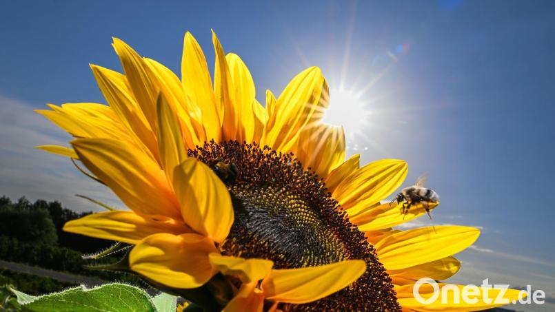 Sieben Jahre nach dem Ruf der Bayern nach mehr Artenschutz bei „Rettet die Bienen“ zieht der Trägerkreis des Volksbegehrens ein durchwachsenes Fazit bei der Umsetzung. (Illustration) Bild: Felix Kästle/dpa