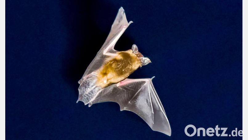 Die Fledermaus ließ sich problemlos von der Polizei einfangen. (Symbolbild) Bild: Frank Rumpenhorst/dpa