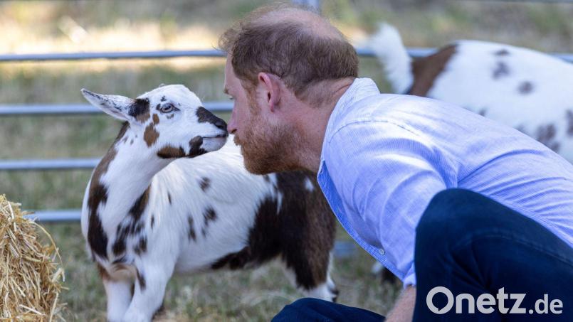 Prinz Harry suchte beim Ziegen-Yoga den intensiven Blickkontakt mit einem gehörnten Huftier. Bild: Heathcliff O'malley/Daily Telegraph/PA Wire/dpa