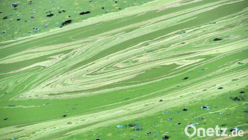 In Niederbayern erhärtet sich in der Region der Verdacht auf Blaualgen in der Donau. (Symbolbild) Bild: Uwe Zucchi/dpa