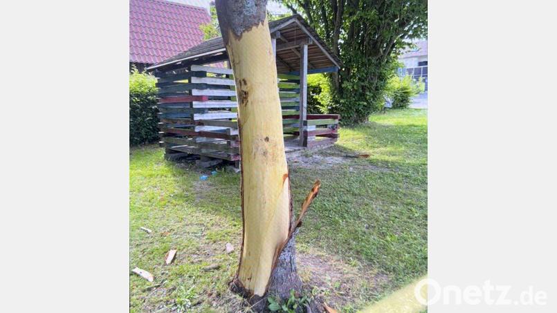 Unbekannte Täter entrinden eine Rosskastanie am Spielplatz in Nagel. Durch die massive Beschädigung ist der Baum nicht mehr überlebensfähig. Bild: PI Wunsiedel
