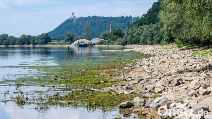 Nicht nur an der Donau sind die Wasserstände derzeit ungewöhnlich niedrig. (Archivbild) Bild: Armin Weigel/dpa