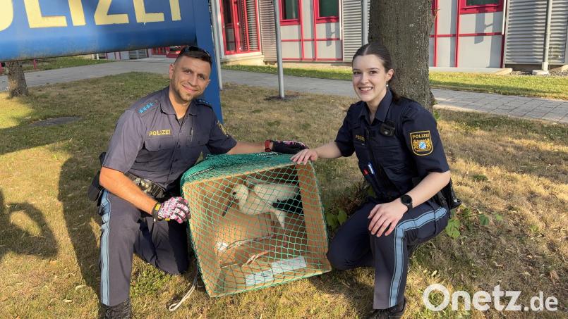 Die Streifenbesatzung der PI Vohenstrauß (PHM Strehl und PMAnwin Lena Zwick) mit dem geretteten Jungstorch vor dem Transport in die Vogelauffangstation Regenstauf. Bild: PI Vohenstrauß