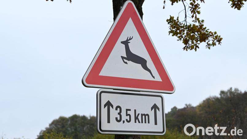 Der Rollerfahrer konnte nicht mehr ausweichen, als das Tier auf die Straße lief. (Symbolbild) Bild: Swen Pförtner/dpa