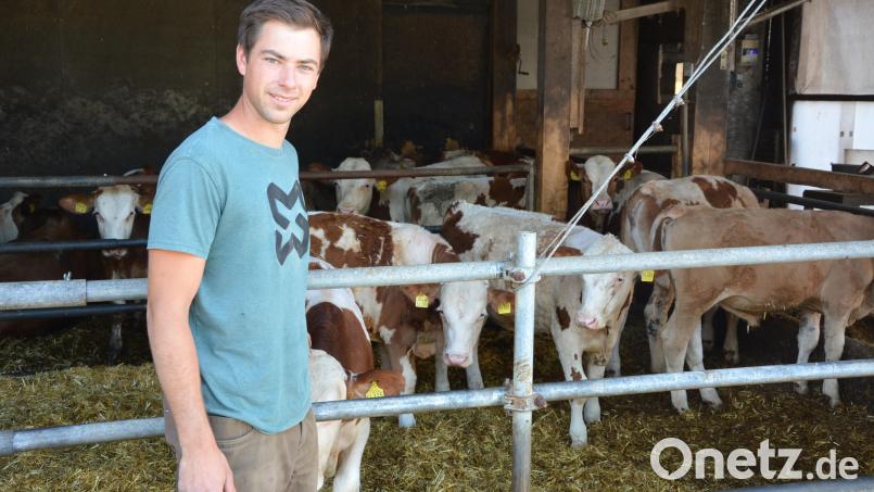 Landwirt Alexander Weiß züchtet bereits jetzt Bullen in Großbüchlberg. Dort will er mit dem Neubau seine Bullenmast auf 220 Bullen erweitern. Die Fertigstellung ist für Mai 2027 geplant. Bild: Josef Rosner