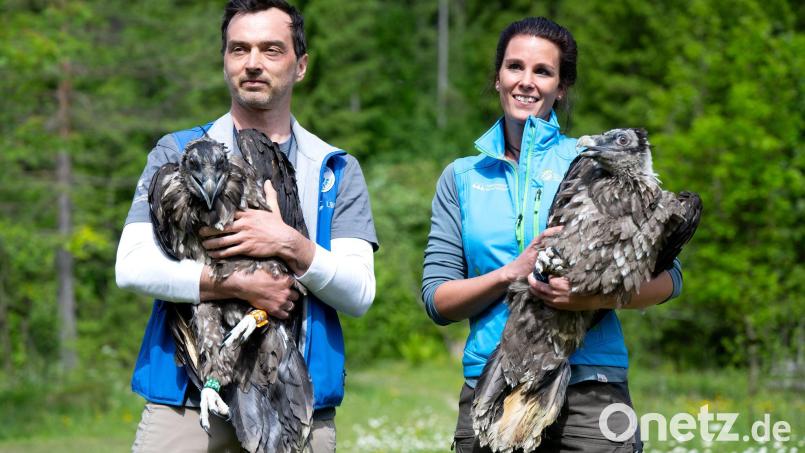 Alljährlich werden im Nationalpark Berchtesgaden zwei junge Bartgeier ausgewildert. (Archiv) Bild: Sven Hoppe/dpa
