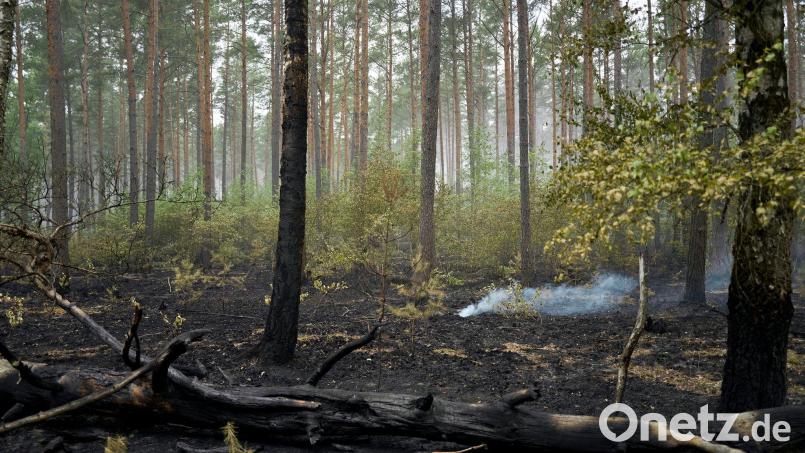 Der Großbrand im Müritz-Nationalpark ist laut Schweriner Umweltministerium gelöscht. Bild: Michael Ukas/dpa