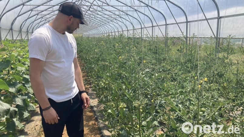 Hier zeigt David Kugler das Gemüse, das angebaut wird. Unter anderem Gurken, Tomaten, Blattsalate. Bild: Stefanie Swann