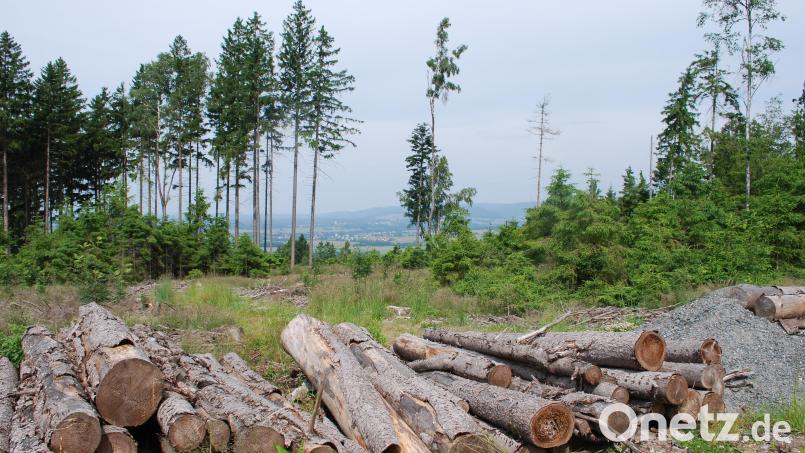 Plateau-Lagen im Steinwald und ein reicher Fichtenbestand erleichtern Borkenkäfern die Ausbreitung. Kahle Flächen wie hier auf dem Kühberg bei Godas nahe Waldeck werden wegen Wiederaufforstungsmaßnahmen in Zukunft häufiger zu sehen sein. Bild: Thorsten Schreiber
