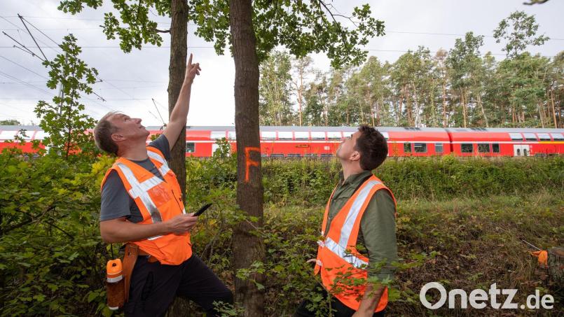 Umgestürzte Bäume verursachen auf Bahngleisen oft Probleme. (Symbolbild) Bild: Daniel Karmann/dpa