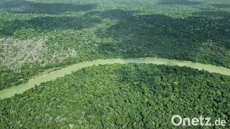 Gute Nachrichten für den Regenwald: Weniger Fläche abgebrannt. (Archivbild) Bild: Larissa Schwedes/dpa
