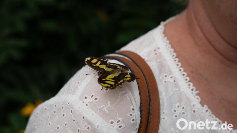 Saugen kann dieser Schmetterling nicht an den Blumen auf der Bluse. Auf der Schulter gemütlich gemacht hat er es sich trotzdem im Schmetterlingshaus der Gärtnerei Steinhilber in Neustadt/WN. Bild: Leonie Pielenhofer