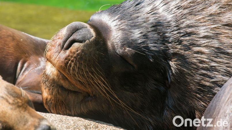 Zuletzt lebten bei den Mähnenrobben nur noch ein Männchen und ein Weibchen im Münchner Tierpark. (Archivbild) Bild: Peter Kneffel/dpa