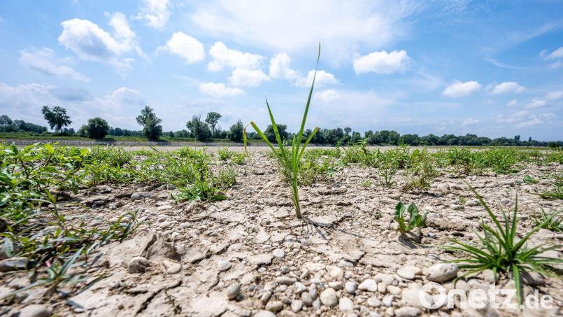 Ausgetrocknet ist eine Sandbank an der Niedrigwasser führenden Donau. Bild: Armin Weigel/dpa