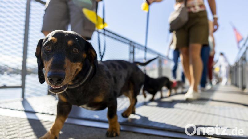 Hundepinkeln ohne Nachspülen kann in Chiasso bald teuer werden. (Symbolbild) Bild: Salvatore Di Nolfi/KEYSTONE/dpa