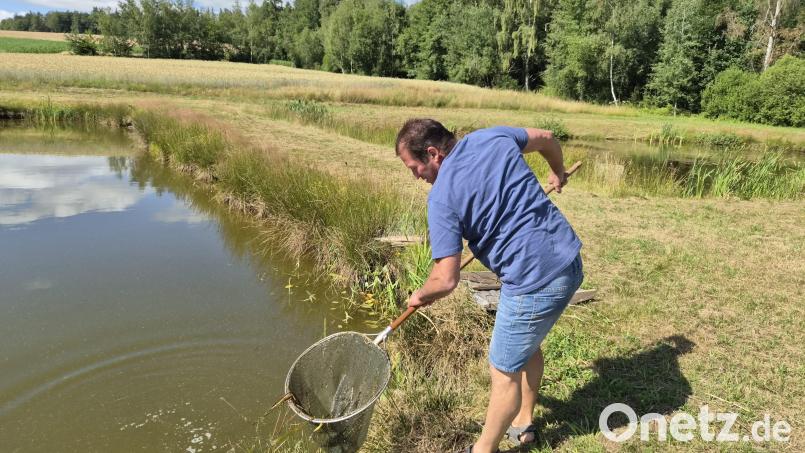 Mit einem Kescher bewaffnet holt Fischwirtschaftsmeister Klaus Bächer aus Muckenthal bei Wiesau junge Karpfen aus einem seiner Teiche. Bild: lue