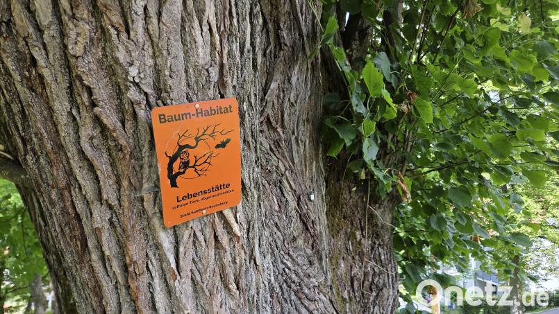 Die rund 250 Jahre alten Bäume der Allee auf dem Wall haben mächtige Stämme mit gewaltigem Durchmesser. Sie dienen als Lebensstätte für Vögel, Insekten und andere Tiere. Bild: Tobias Gräf