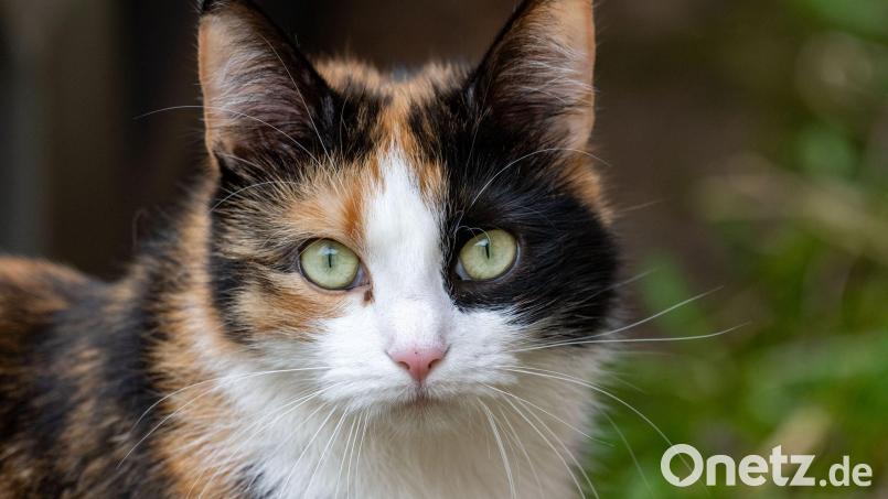 Einer Katze wurde ein Hakenkreuz ans Ohr gekritzelt. (Symbolbild) Bild: Stefan Sauer/dpa