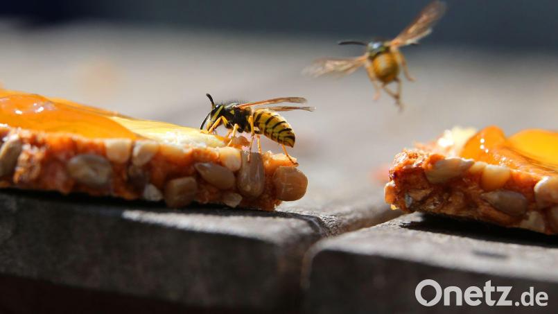 Wegen des warmen und trockenen Frühlings sind viele Wespen in Bayern unterwegs. (Archivbild) Bild: Karl-Josef Hildenbrand/dpa/dpa-tmn