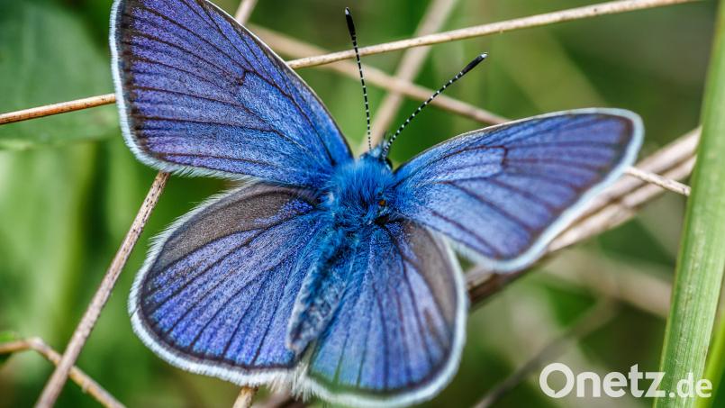 Der Himmelblaue Bläuling – in Folge des Klimawandels kann man diesen Schmetterling jetzt auch in Amberg sehen. Bild:  bukhta79/stock.adobe.com