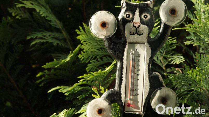 Da wird doch jede Katze verrückt – auch die mit dem Thermometer. Kurz vor der nächsten Hitzewelle des Sommers fielen die Temperaturen in der Oberpfalz fast bis zum Gefrierpunkt. Symbolbild: Stefan Jaitner/dpa