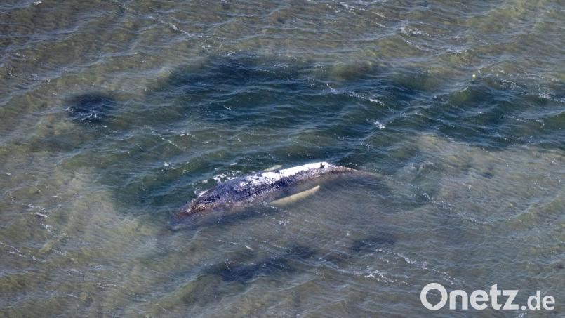 Wale in der Ostsee sind nicht ungewöhnlich. (Archivbild) Bild: Philip Dulian/dpa