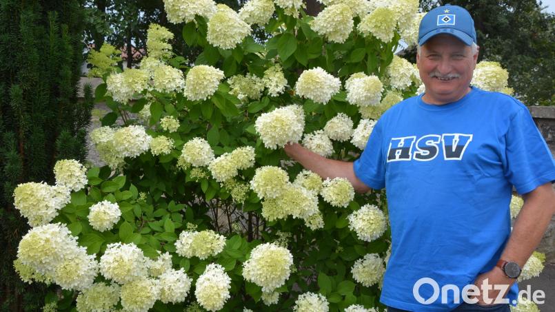 Stadtgärtner Willi Kilian geht zum 1. September nach 47 Berufsjahren in den Ruhestand, hier mit einer seiner Lieblingsblume, der Rispenhortensie. Bild: Josef Rosner