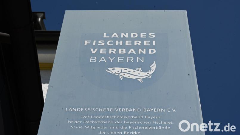 Der Präsident des Landes Fischereiverbands Bayern ist zurückgetreten. Bild: Florian Diettrich/dpa