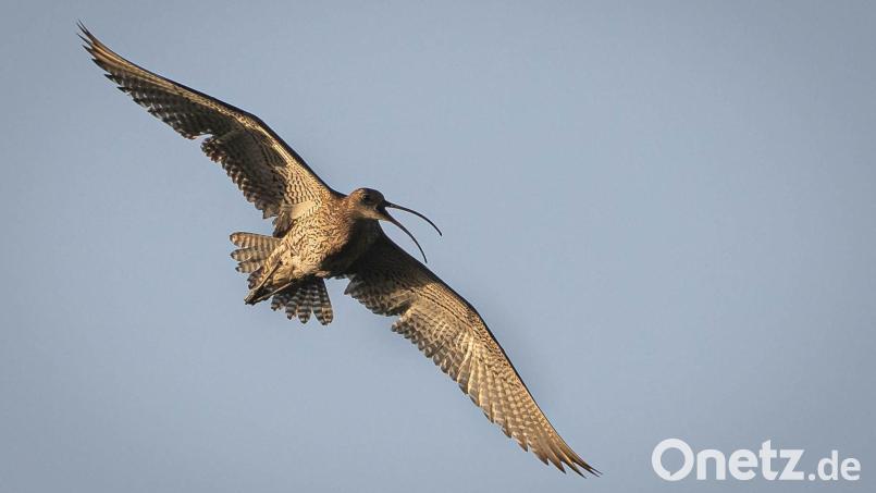 2026 gab es ungewöhnlich viel Nachwuchs bei den Brachvögeln. (Archivbild) Bild: Sina Schuldt/dpa