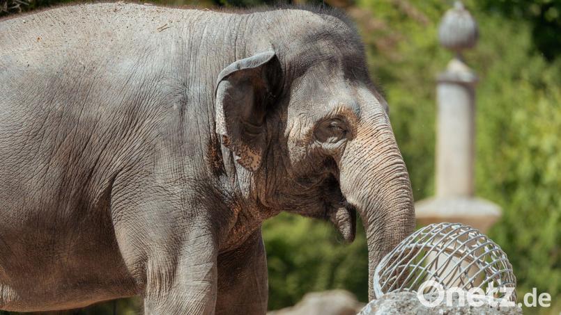 Die Asiatische Elefantenkuh Temi ist wieder trächtig. Bild: Jan Saurer/Tierpark Hellabrunn/dpa