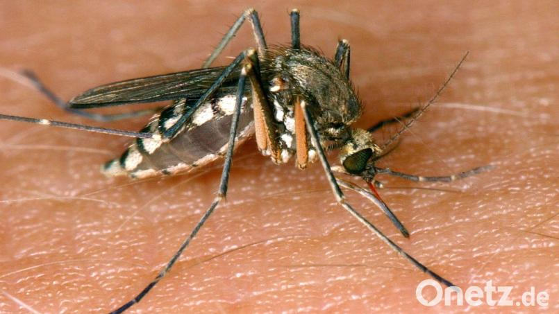 Eine West-Nil-Virus-Infektion in Rheinland-Pfalz ist die erste bekannte Ansteckung im Inland in diesem Jahr. (Symbolbild) Bild: Andreas Lander/dpa-Zentralbild/dpa