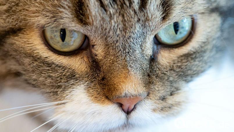 Die Katze verkeilte sich hinter dem Auspuff eines Autos. (Symbolbild) Bild: Sven Hoppe/dpa
