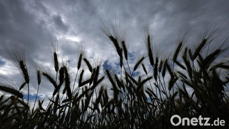 Bei einer Obduktion sollen nun die genaue Todesursache und die Identität des Toten geklärt werden, der in einem Feld gefunden wurde. (Symbolbild) Bild: Karl-Josef Hildenbrand/dpa