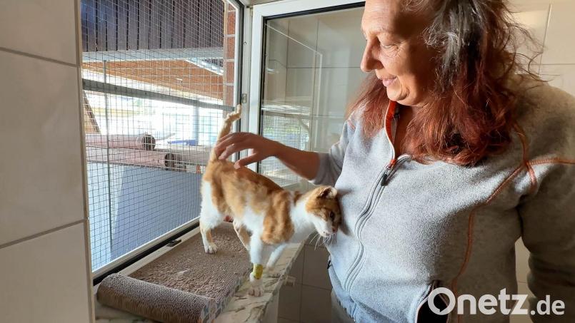 Schwer vermittelbaren Tieren schenkt Tierheimleiterin Daniela Riedl besondere Aufmerksamkeit. Der circa 13 Jahre alte rot-weiß gestreifte Kater Milan genießt es. Im Frühjahr war er in desolatem Zustand bei Kemnath gefunden worden. Bild: Gabi Schönberger