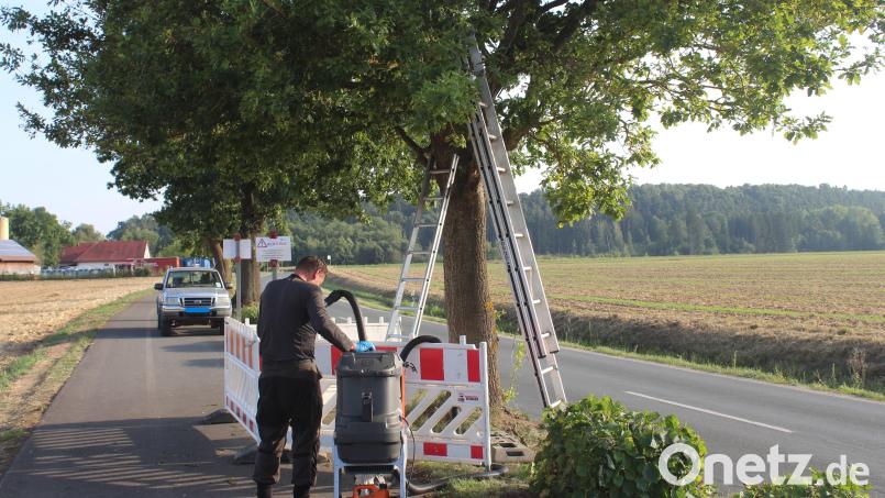 Nach getaner Arbeit: Ulli Seitz säubert den Filter des Spezialstaubsaugers, mit dem er zuvor die Gespinste abgesaugt hatte. Seine Schutzmontur hat er inzwischen ausgezogen. Bild: Jennifer Battaglia