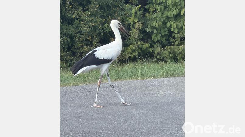Elegant stolzierte der Storch wie ein Spaziergänger die Straße entlang. Bild: Elisabeth Dobmayer