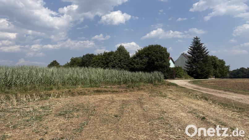 Hier am südlichen Ortsrand von Alt-Gallmünz in Sulzbach-Rosenberg ist es passiert: Eine Rehgeiß wurde von einem wildernden Hund angegriffen. Bild: Joachim Gebhardt