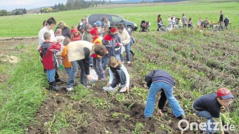 Das Kinderferienprogramm Eslarn bietet auch heuer wieder ein abwechslungsreiches Programm. Hier klauben die Kinder Kartoffeln. Archivbild: Michaela Maier