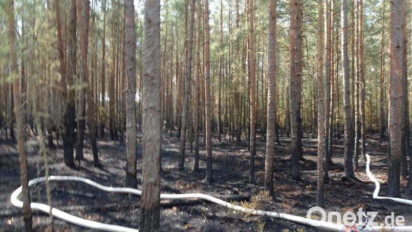 Wie eine Riesenschlange liegen die Schläuche der Feuerwehr in dem Areal, in dem der Wald brannte. Bild: ui