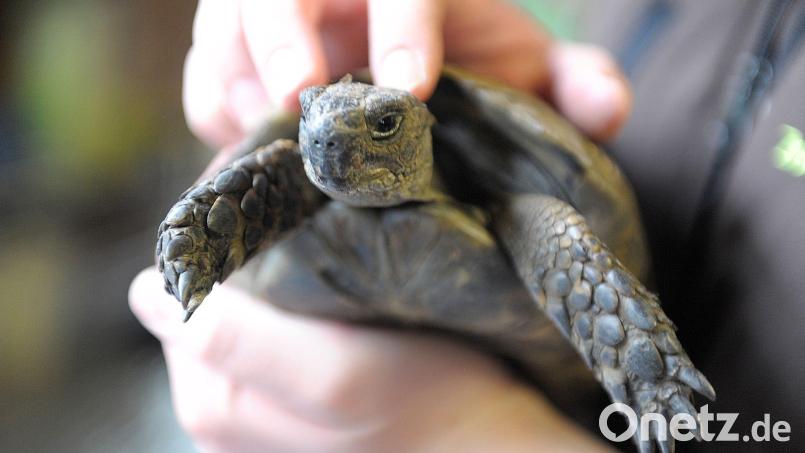 Die Schildkröte konnte schnell in die Obhut ihres Besitzers zurückkehren. (Symbolbild) Bild: Dominique Leppin/dpa
