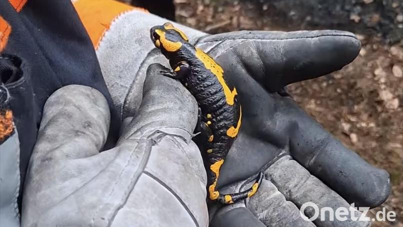 Zwischen Glut und Löschwasser auf dem Johannisberg tauchte plötzlich dieser Feuersalamander auf. Bild: Feuerwehr Lintach